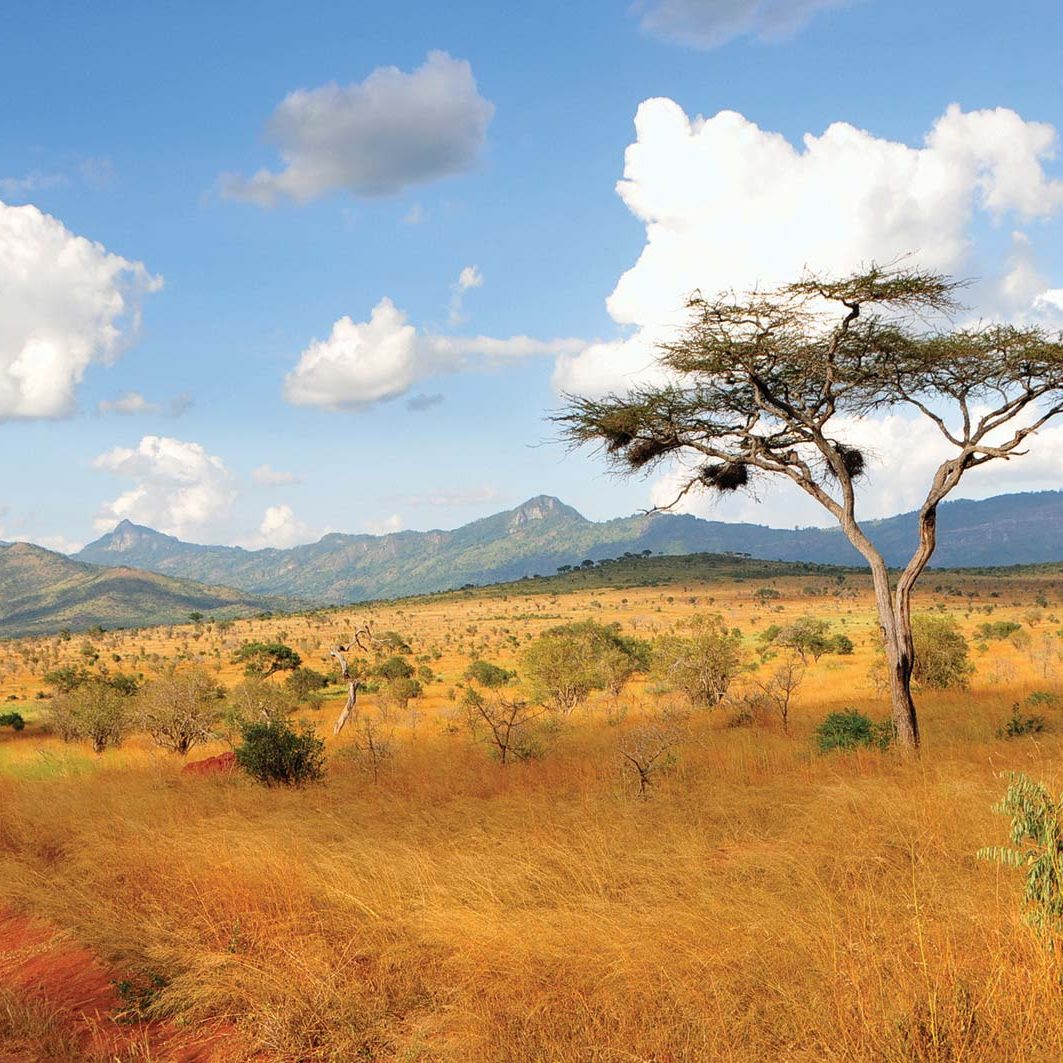 Acacia-trees-Taita-Hills-Kenya